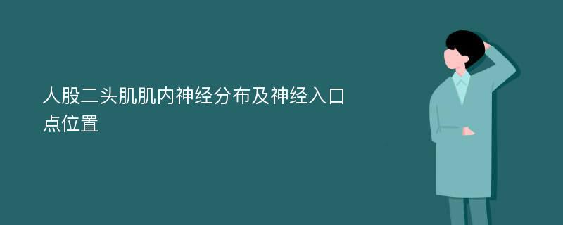 人股二头肌肌内神经分布及神经入口点位置